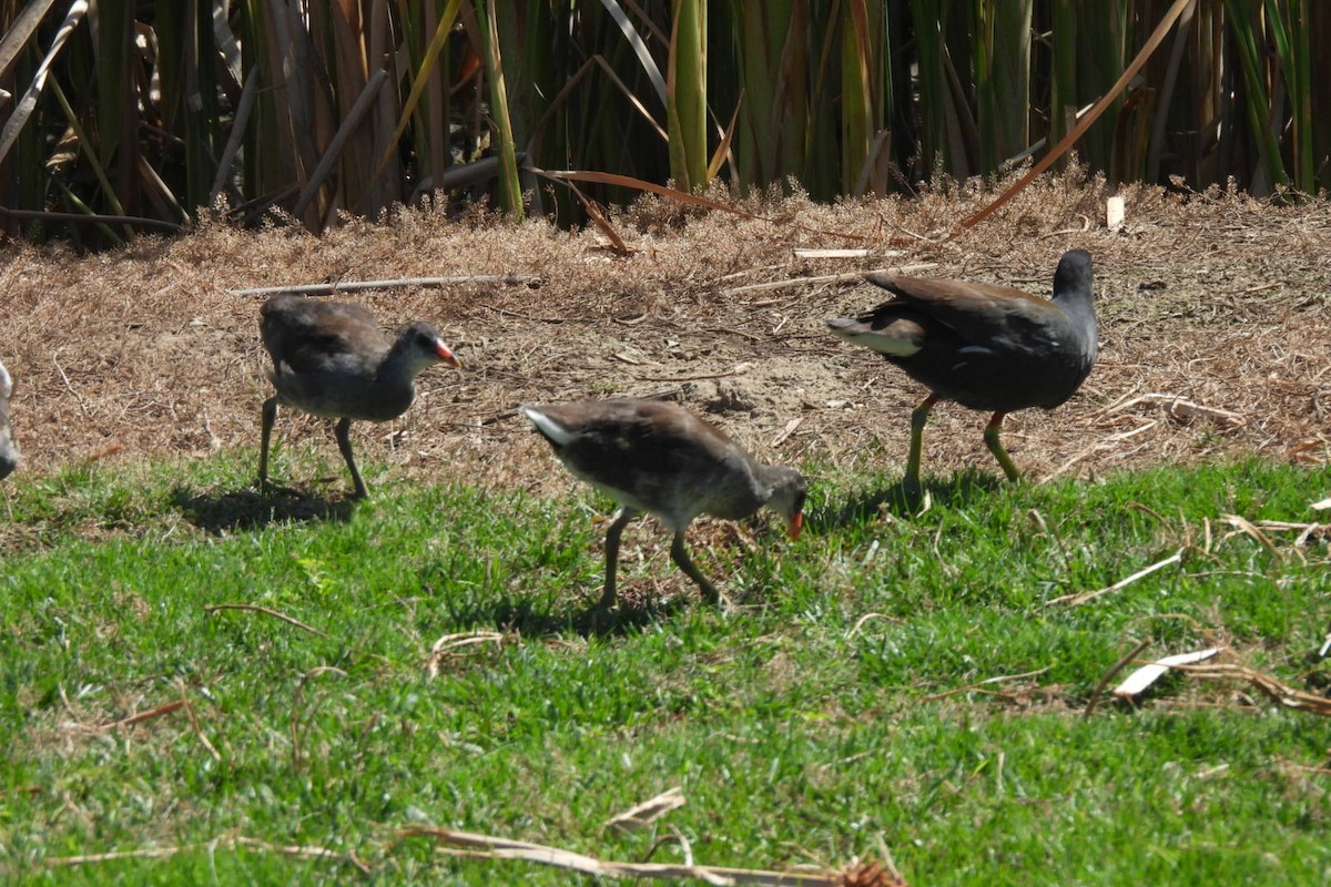 Common Gallinule - Bret Elgersma