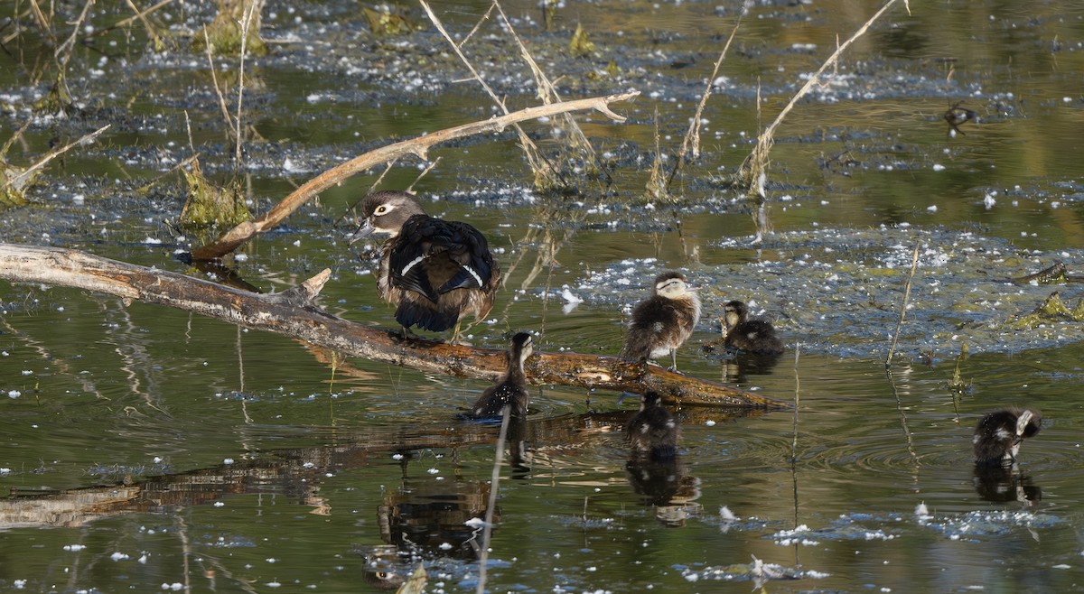 Wood Duck - Joshua Greenfield