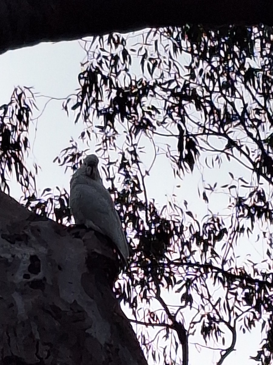 Sulphur-crested Cockatoo - ML619467295