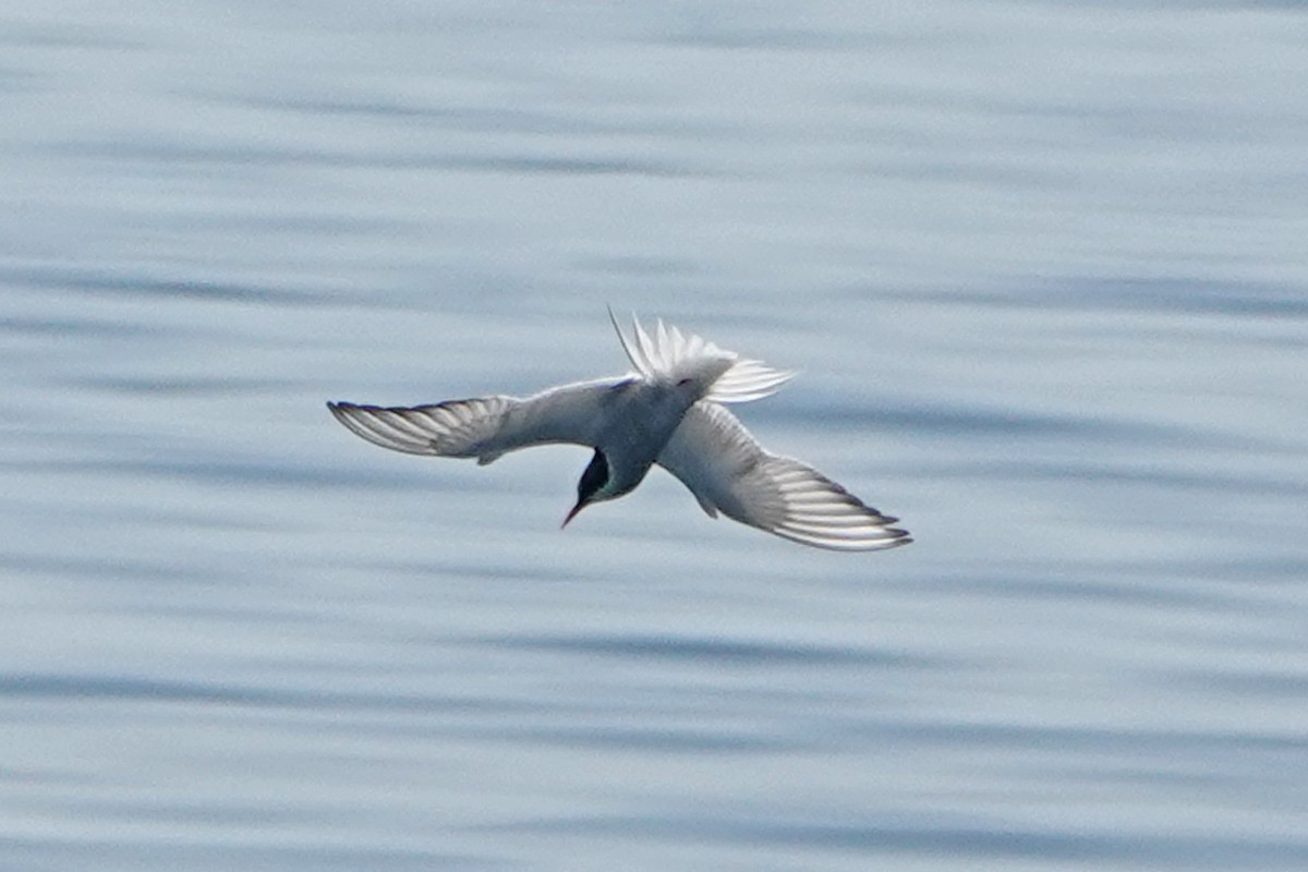 Arctic Tern - mc coburn