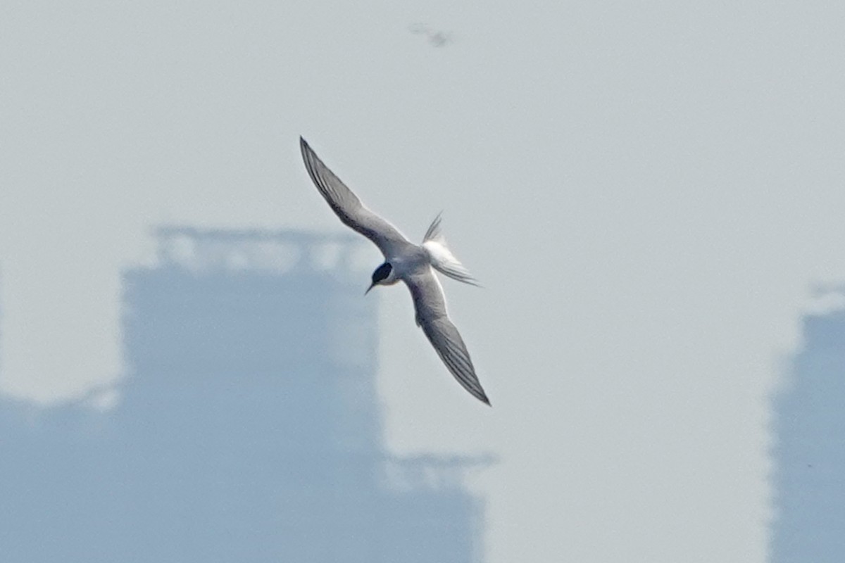 Arctic Tern - mc coburn