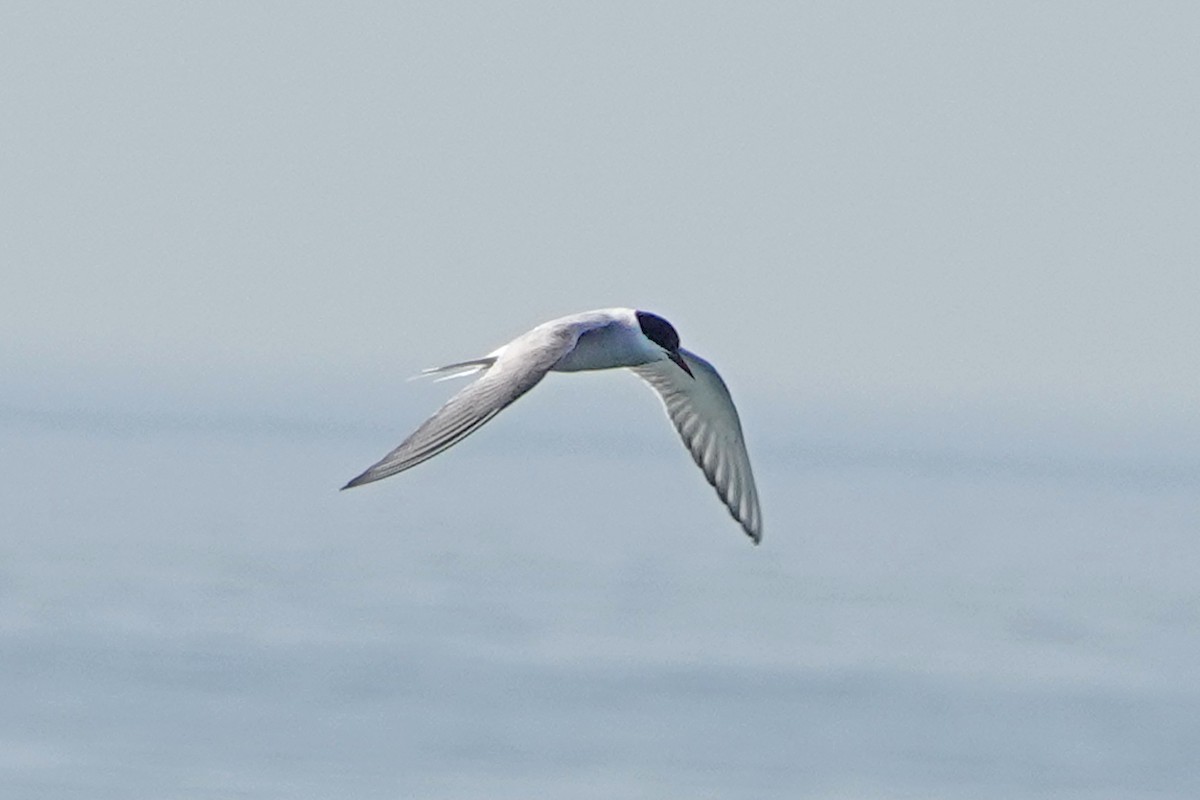 Arctic Tern - mc coburn