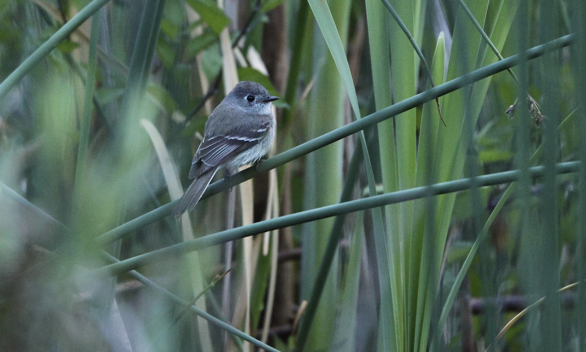 Dusky Flycatcher - ML619467302