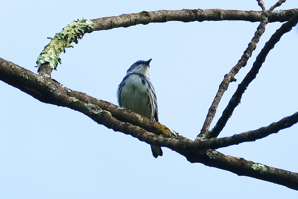 Cerulean Warbler - Stan Chapman