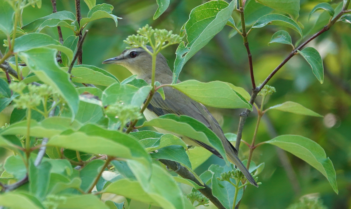 Red-eyed Vireo - William Boyes