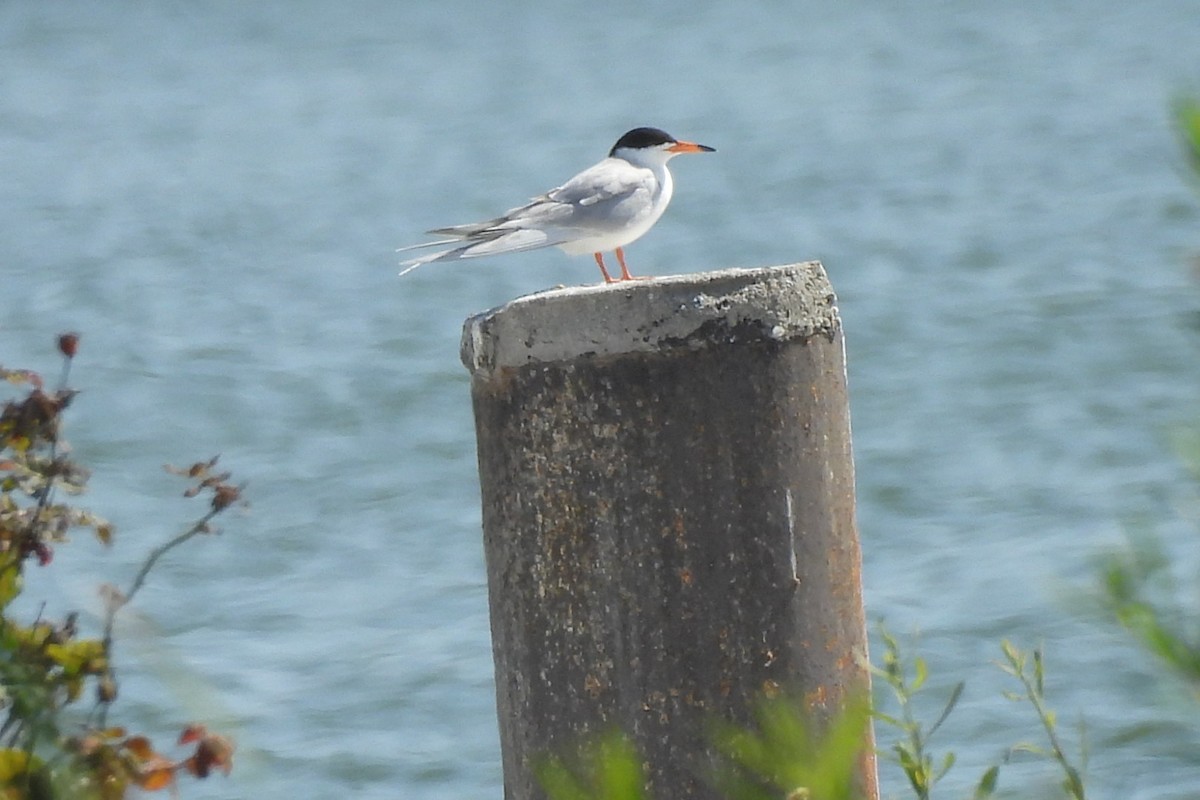 Forster's Tern - Bret Elgersma