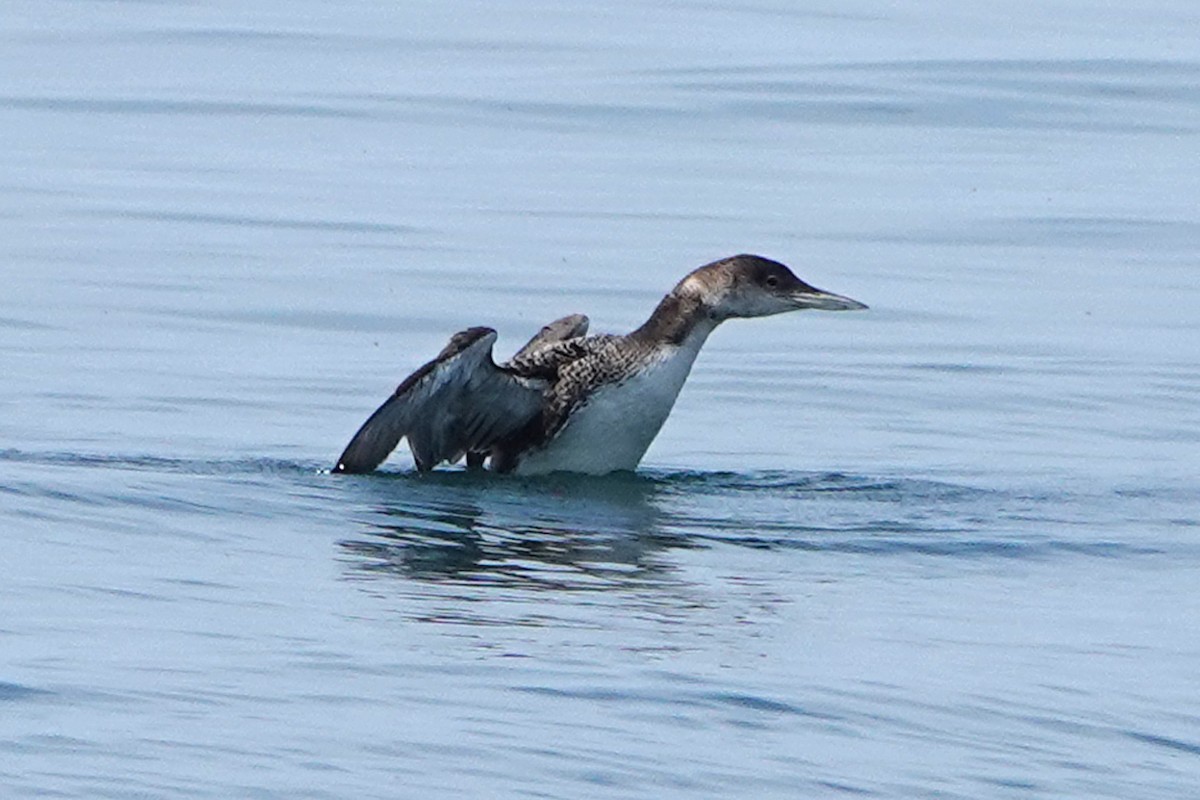 Common Loon - mc coburn