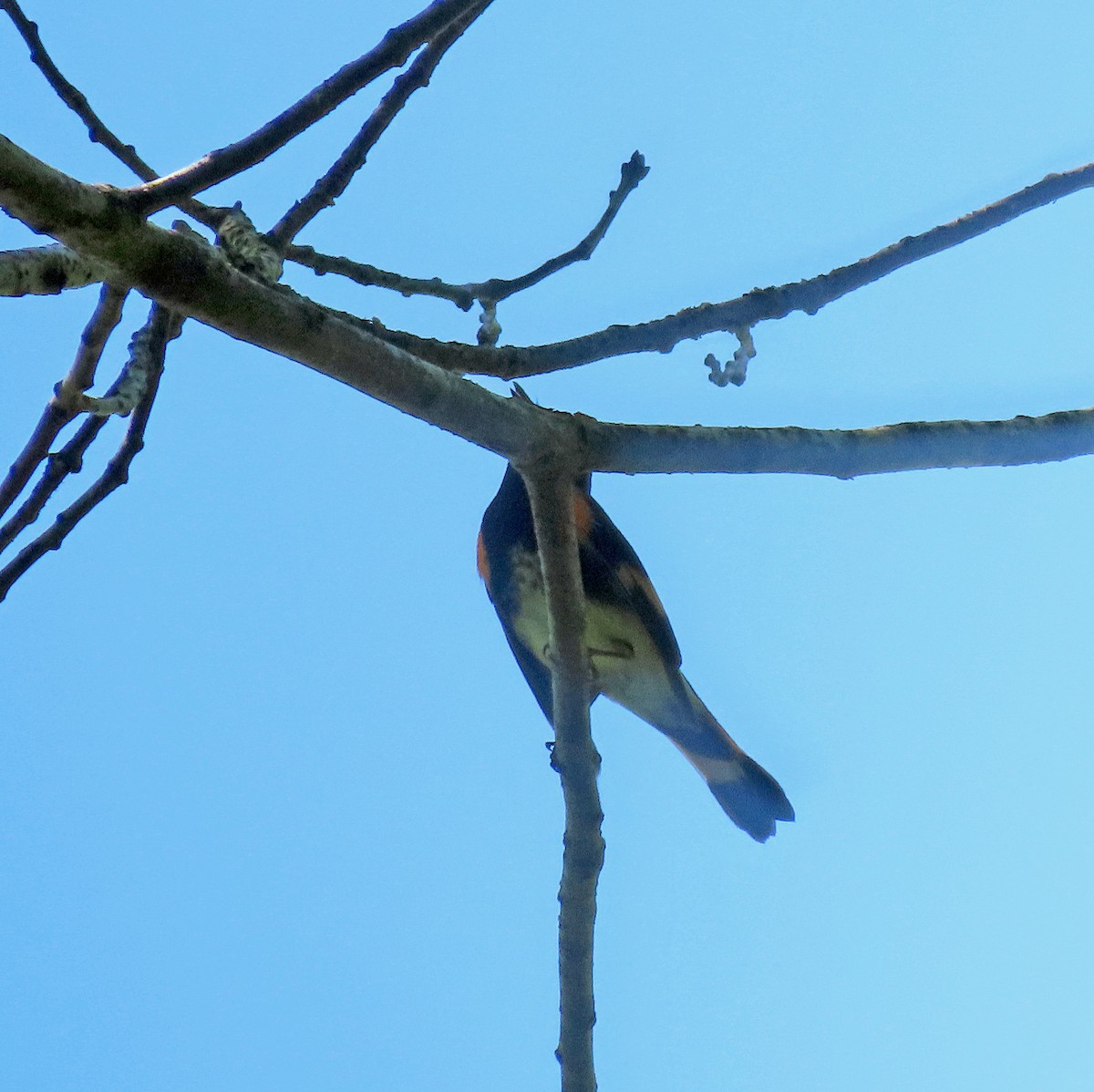 American Redstart - Shilo McDonald