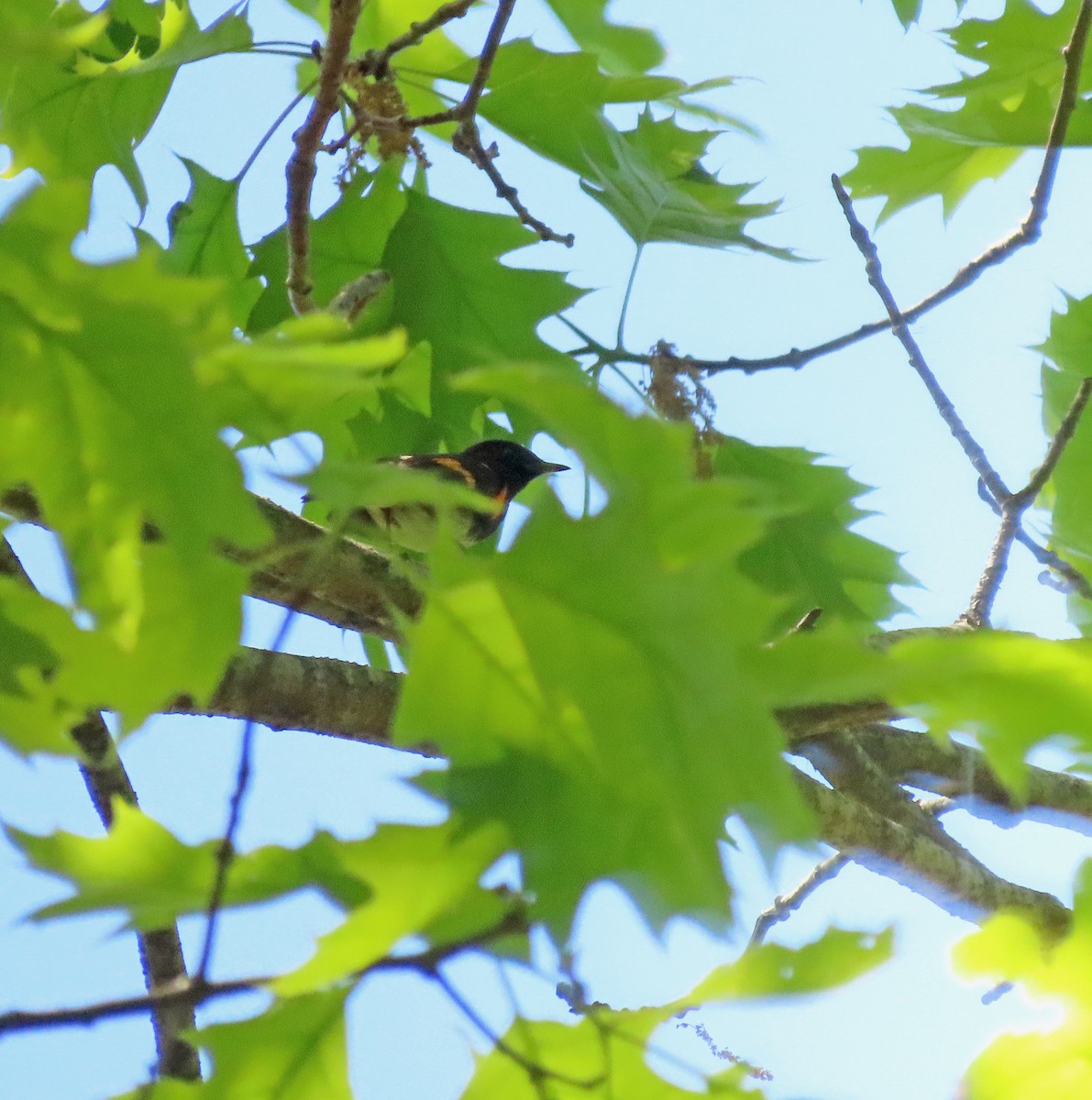 American Redstart - Shilo McDonald