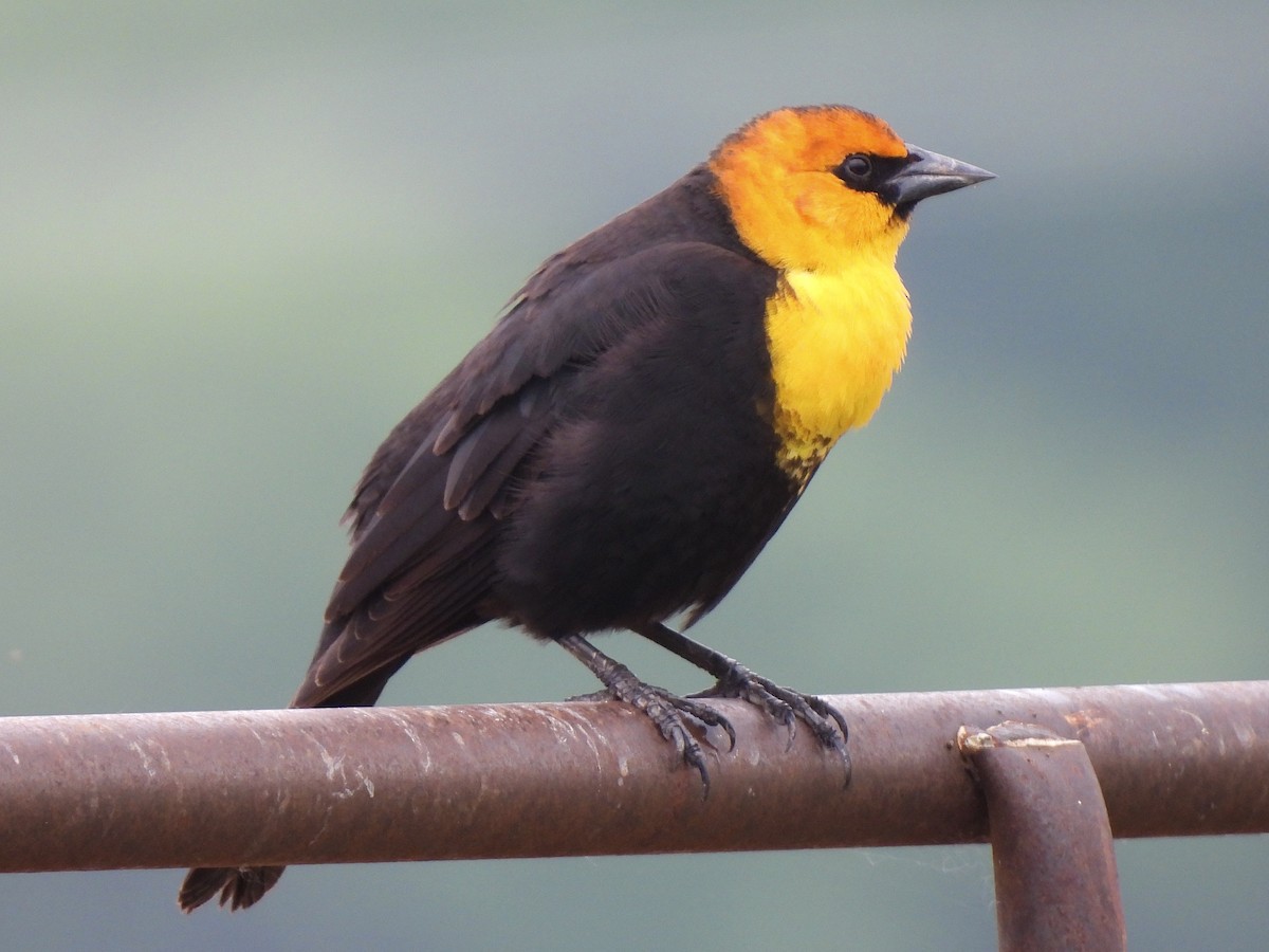 Yellow-headed Blackbird - ML619467332