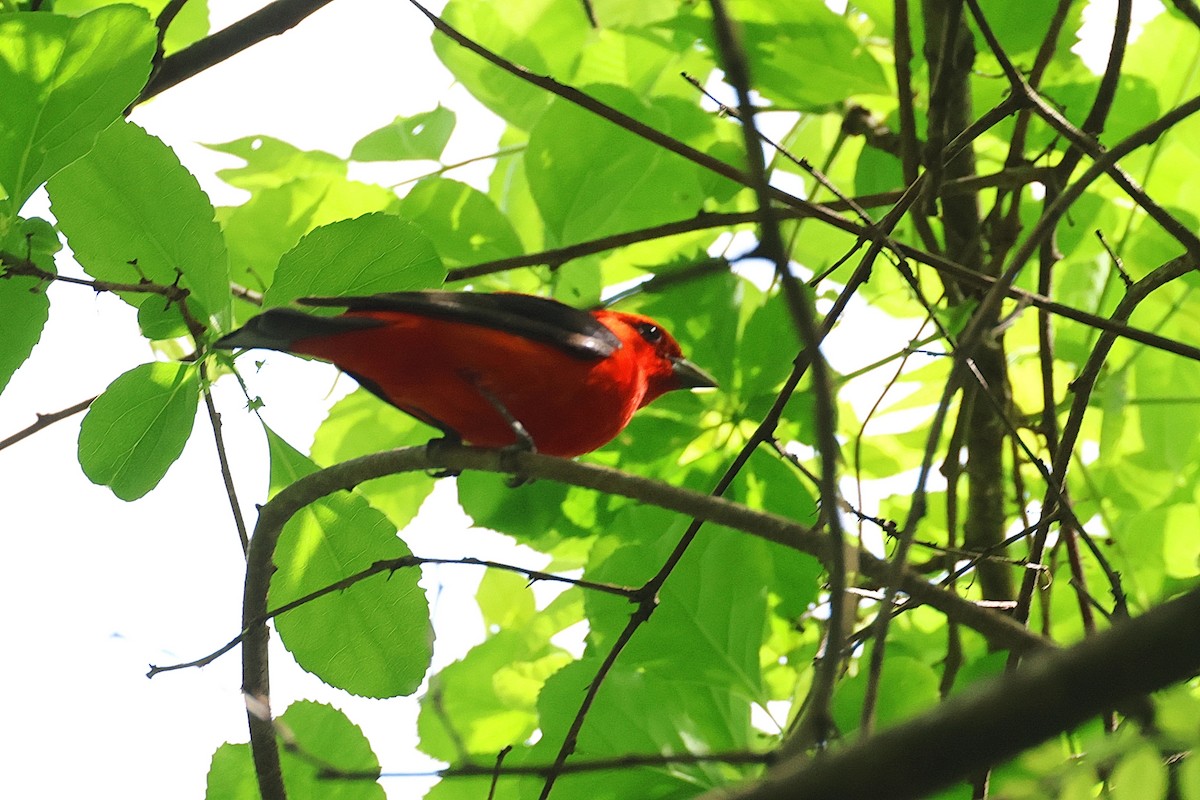 Scarlet Tanager - Stan Chapman