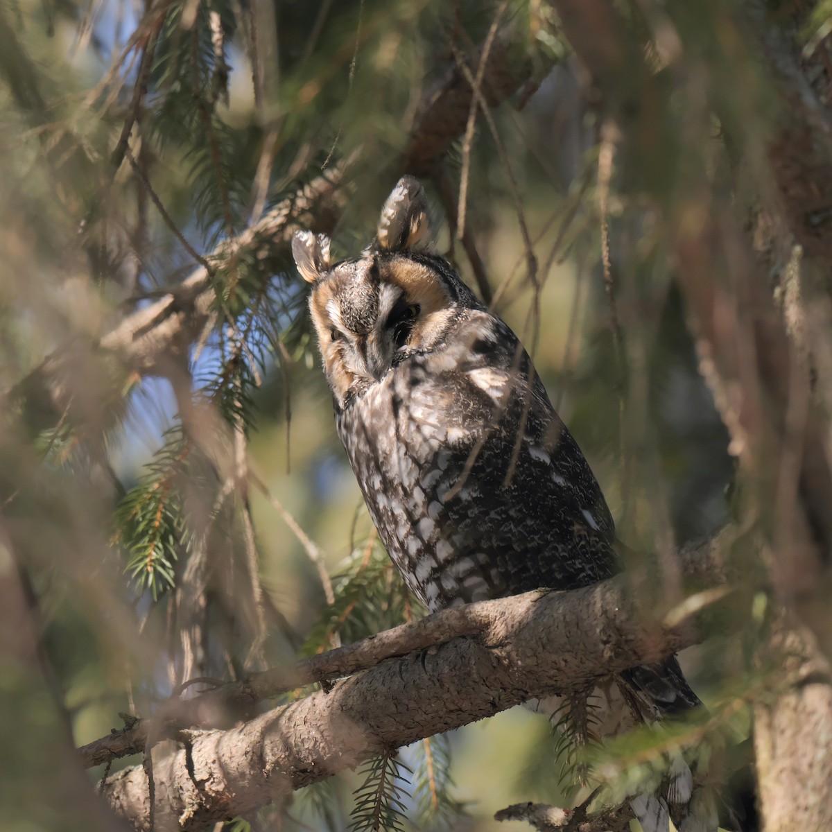 Long-eared Owl - Guillaume Charette