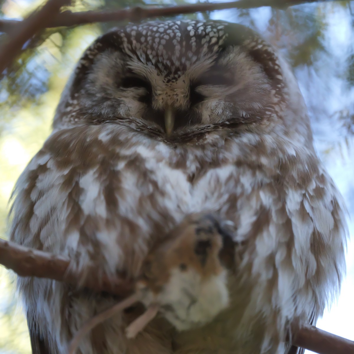 Boreal Owl - Guillaume Charette