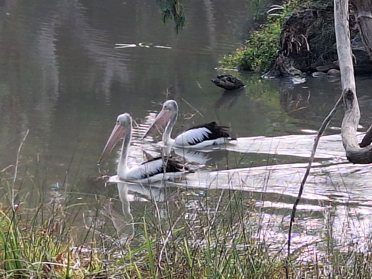 Australian Pelican - Anonymous