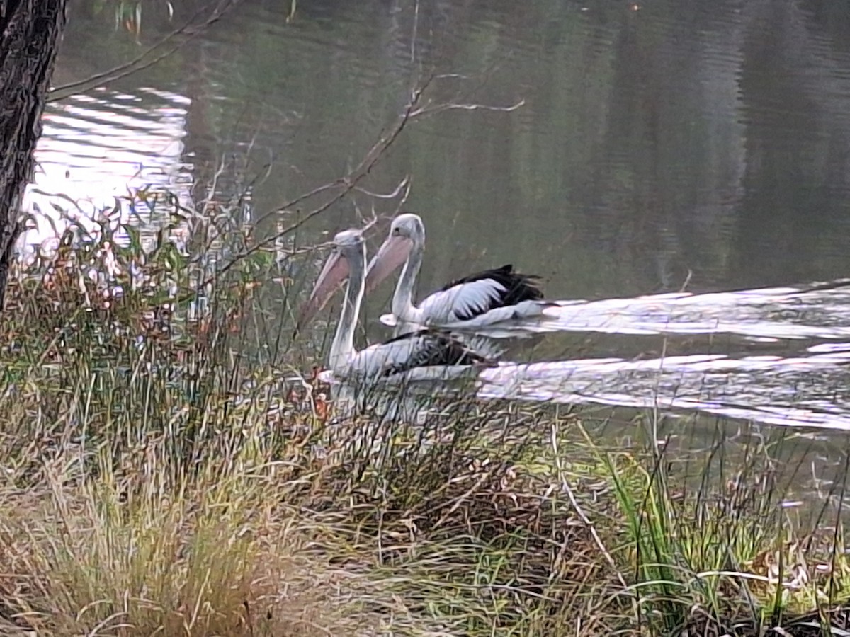 Australian Pelican - ML619467349