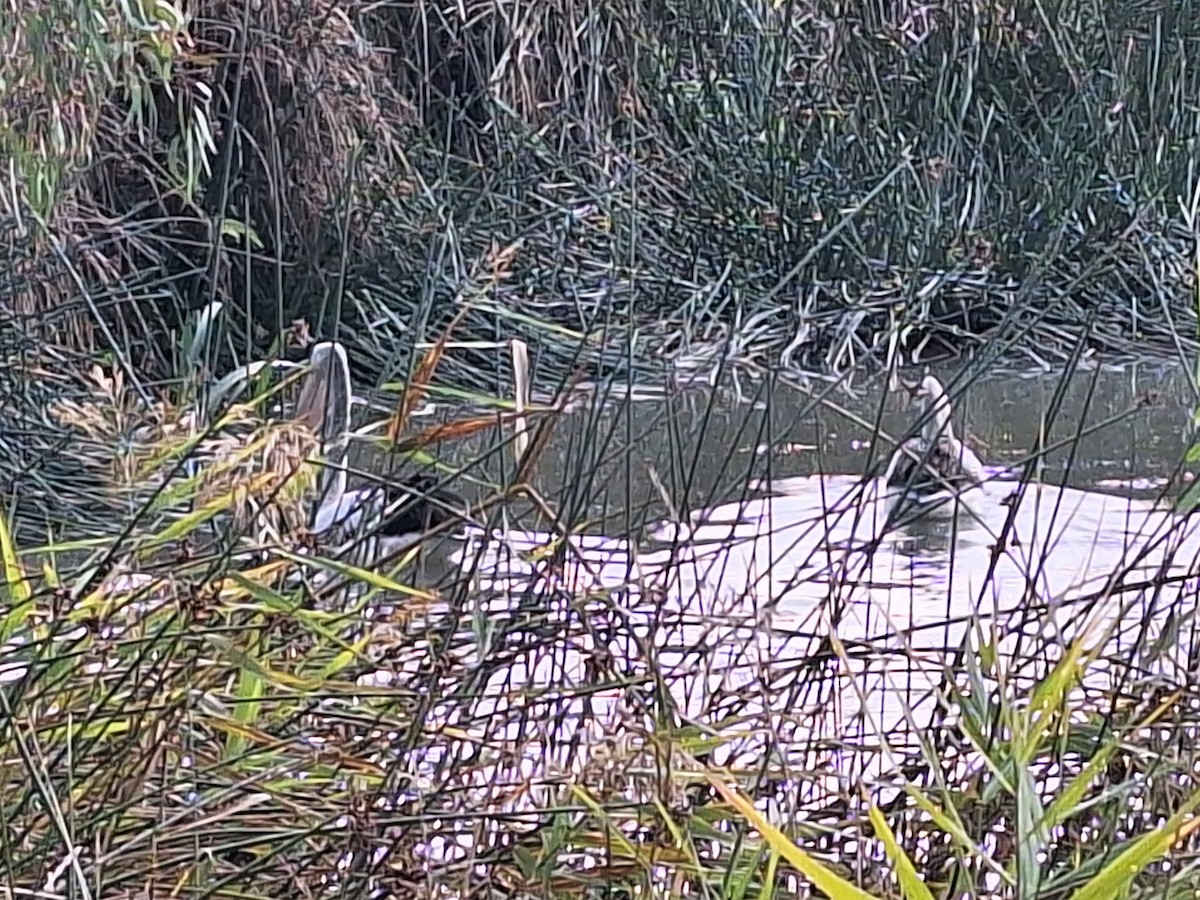 Australian Pelican - Anonymous