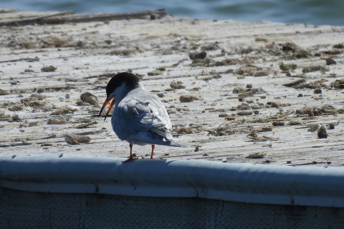 Forster's Tern - Bret Elgersma