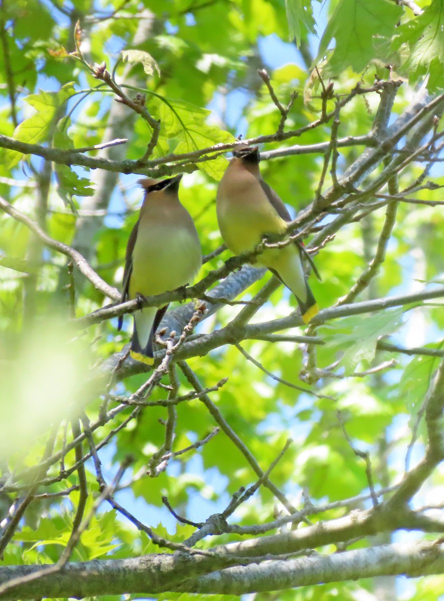 Cedar Waxwing - Shilo McDonald