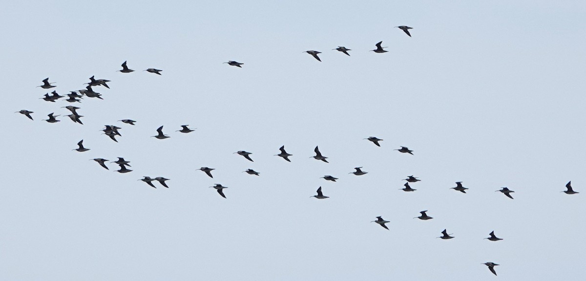 Whimbrel - mc coburn