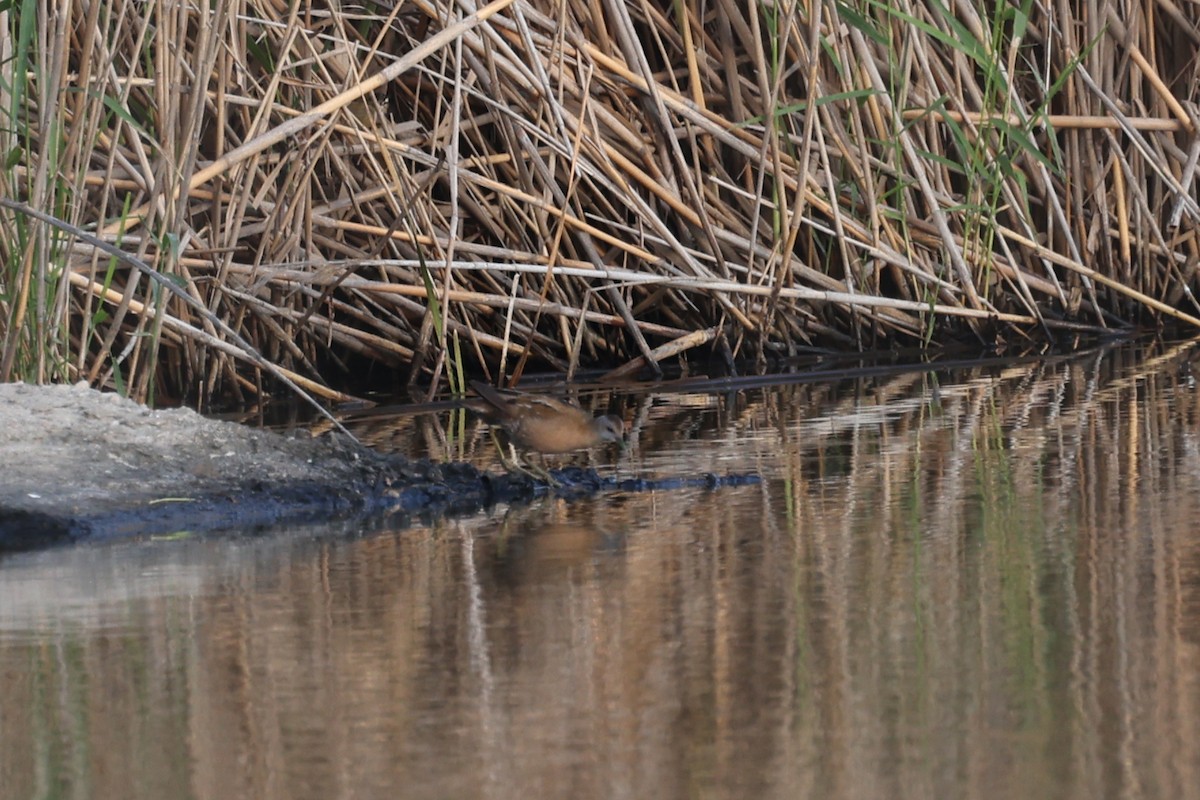 Little Crake - Ian Thompson