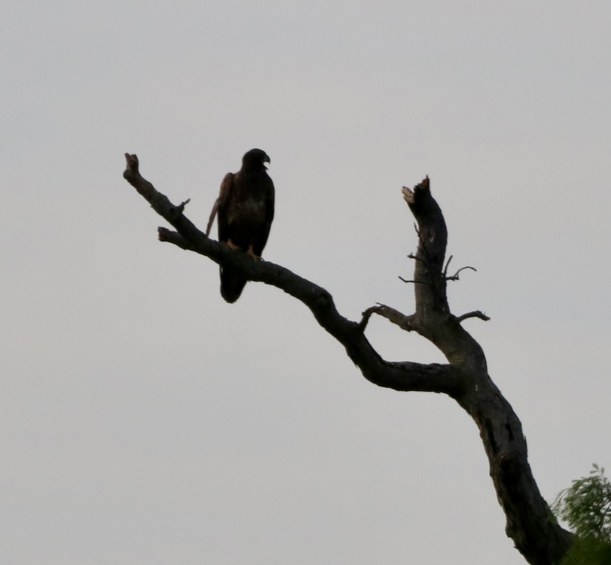 Bald Eagle - Carla Morris