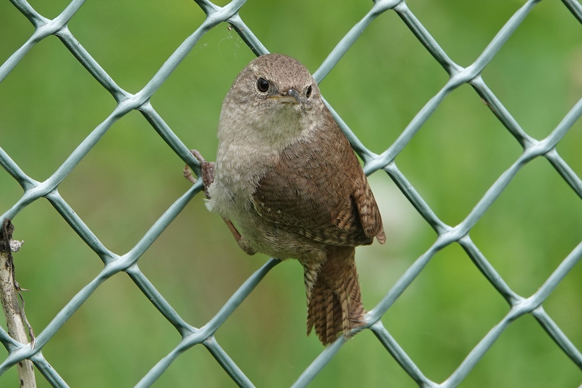 House Wren - mc coburn