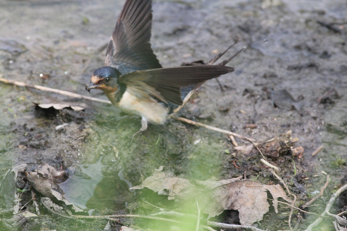 Barn Swallow - Robert Johnson