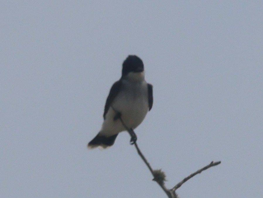 Eastern Kingbird - burton balkind