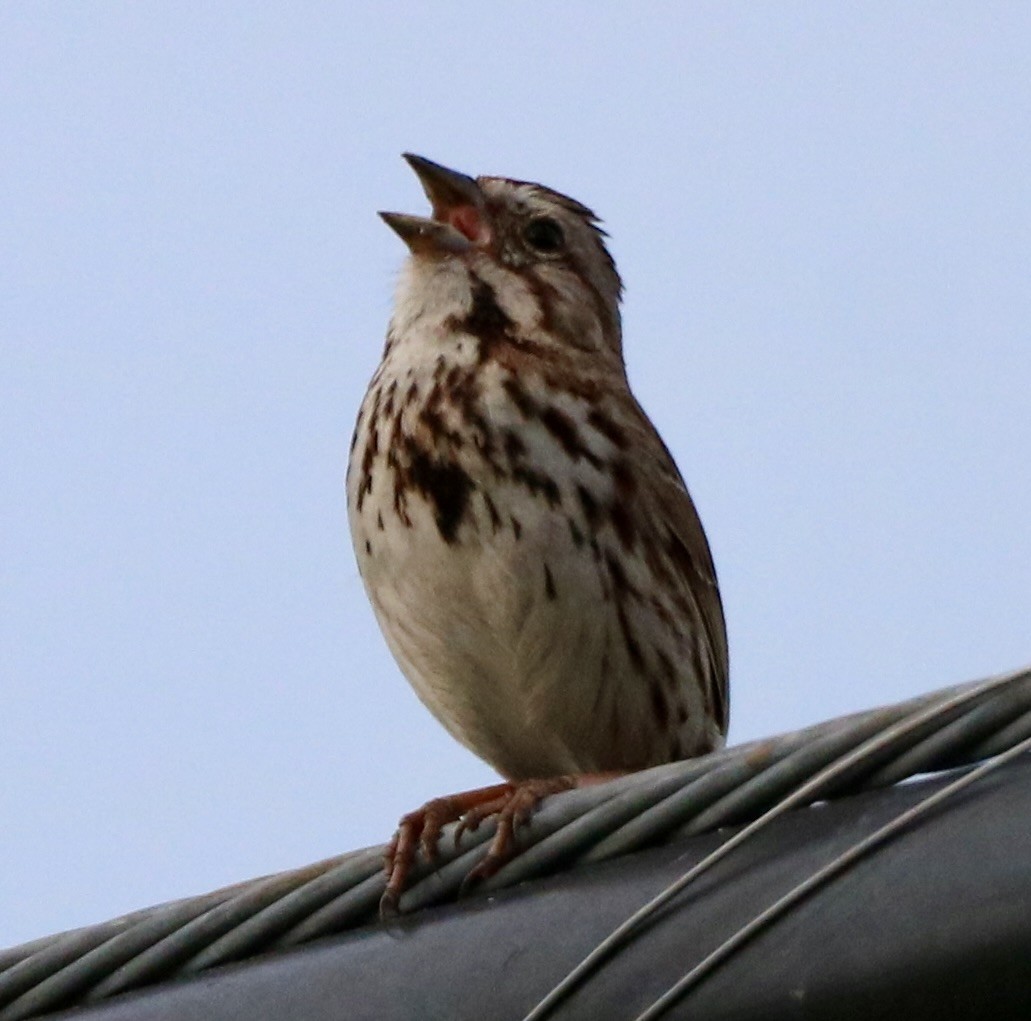 Song Sparrow - Carla Morris