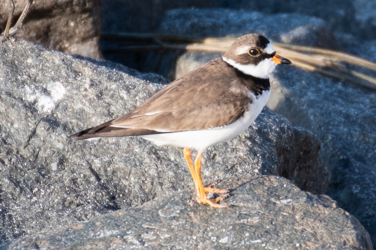 Semipalmated Plover - Rie & Matt