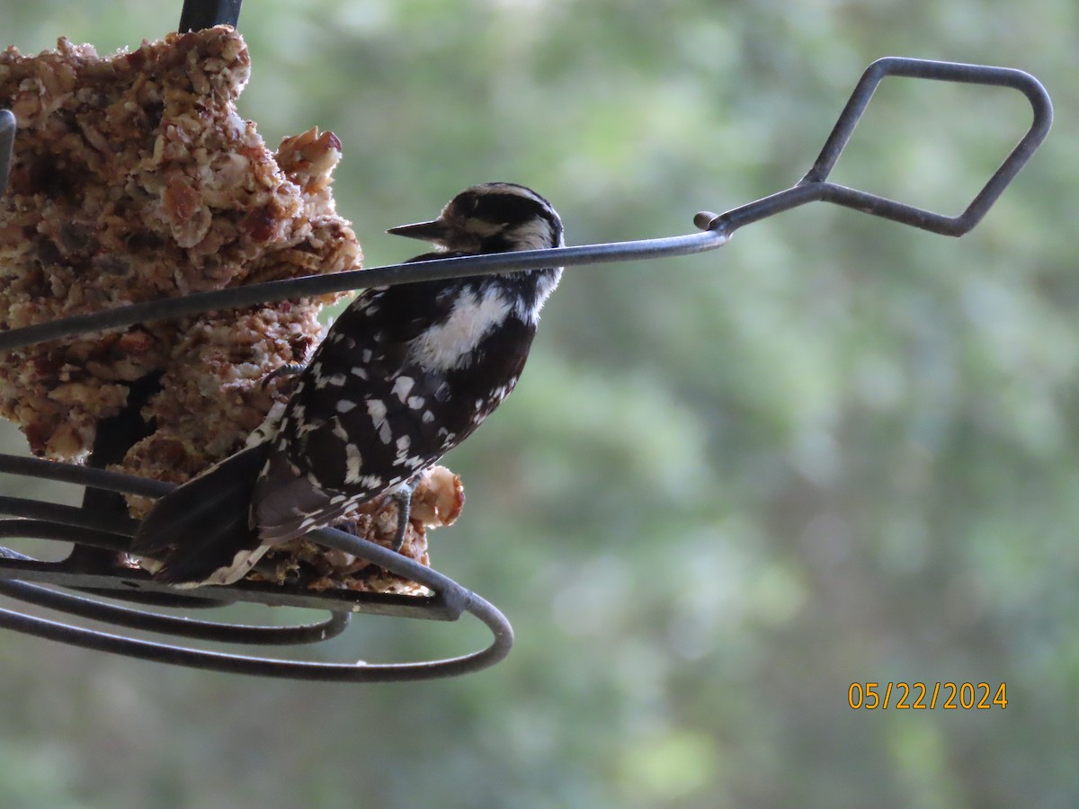 Downy Woodpecker - Susan Leake