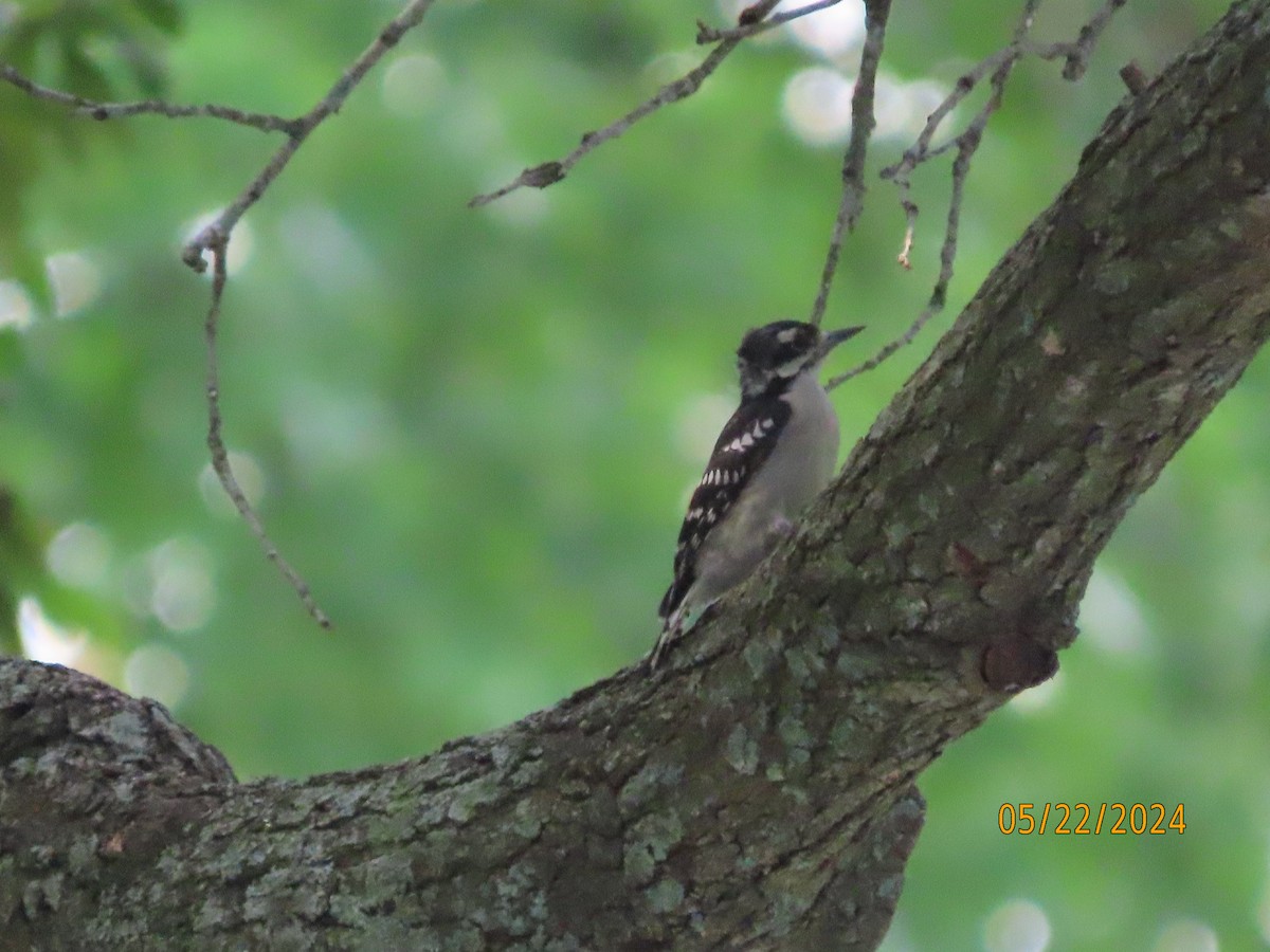 Downy Woodpecker - Susan Leake