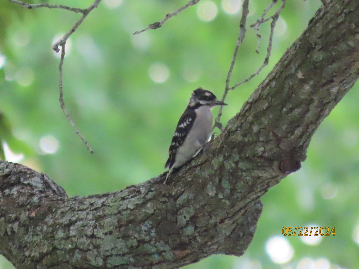 Downy Woodpecker - Susan Leake