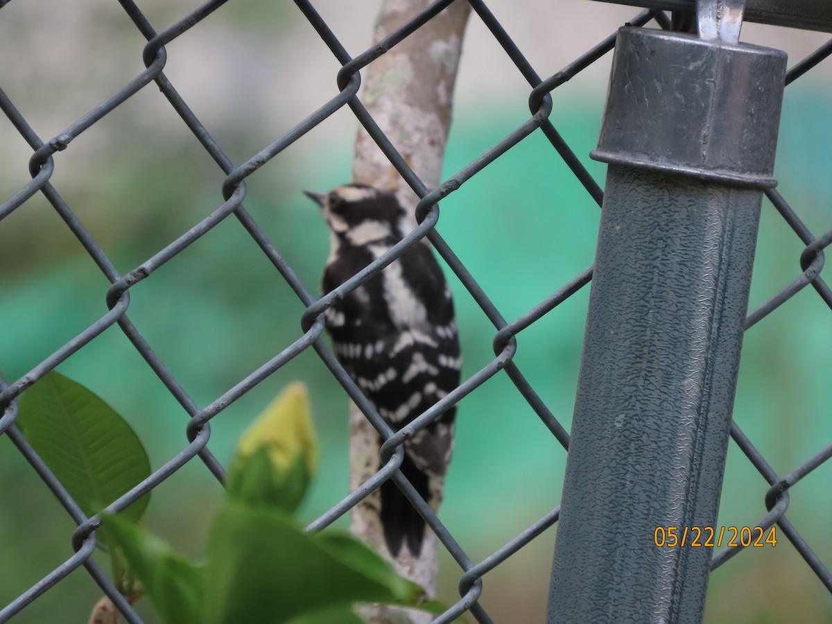 Downy Woodpecker - Susan Leake