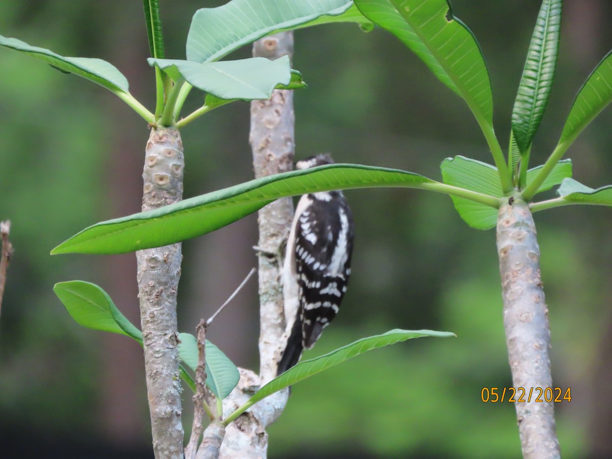 Downy Woodpecker - Susan Leake