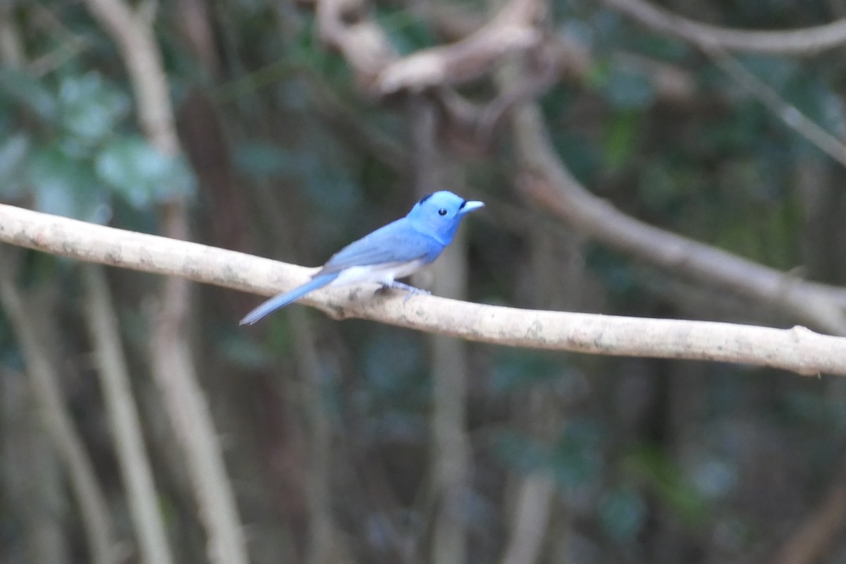 Black-naped Monarch - Nancy Houlihan