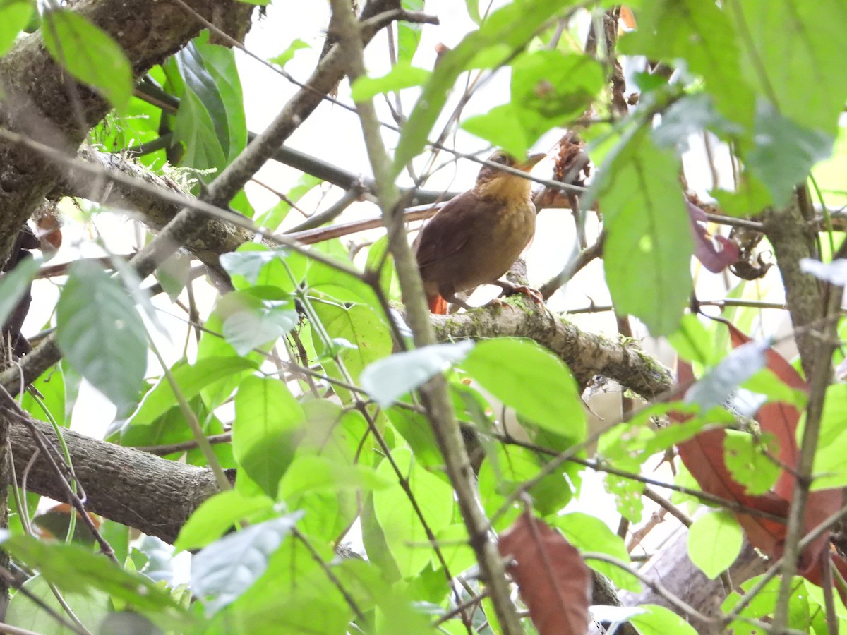 Plain-brown Woodcreeper - Joel Amaya (BirdwatchingRoatan.com)