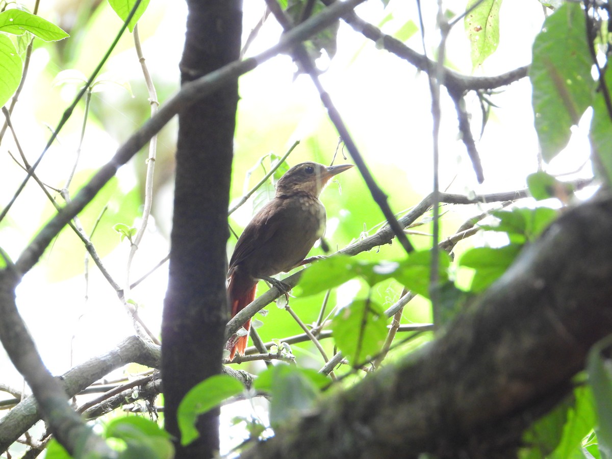 Plain-brown Woodcreeper - Joel Amaya (BirdwatchingRoatan.com)