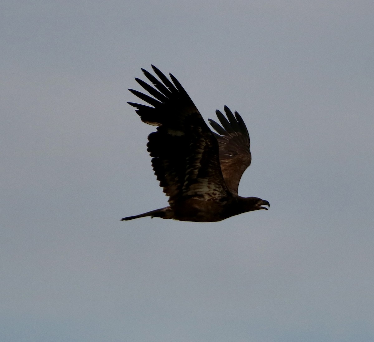 Bald Eagle - Carla Morris