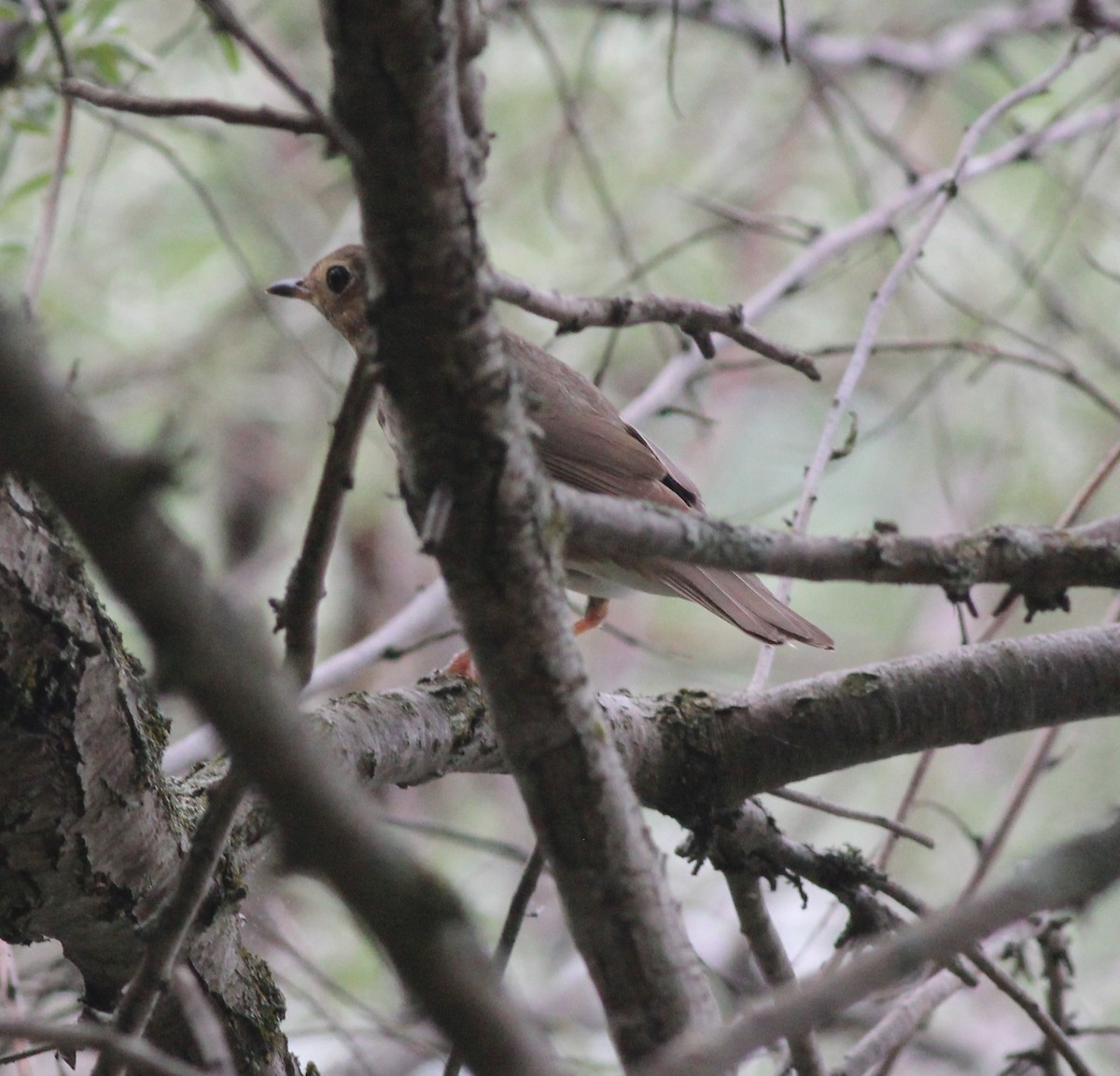 Swainson's Thrush - Robert Johnson