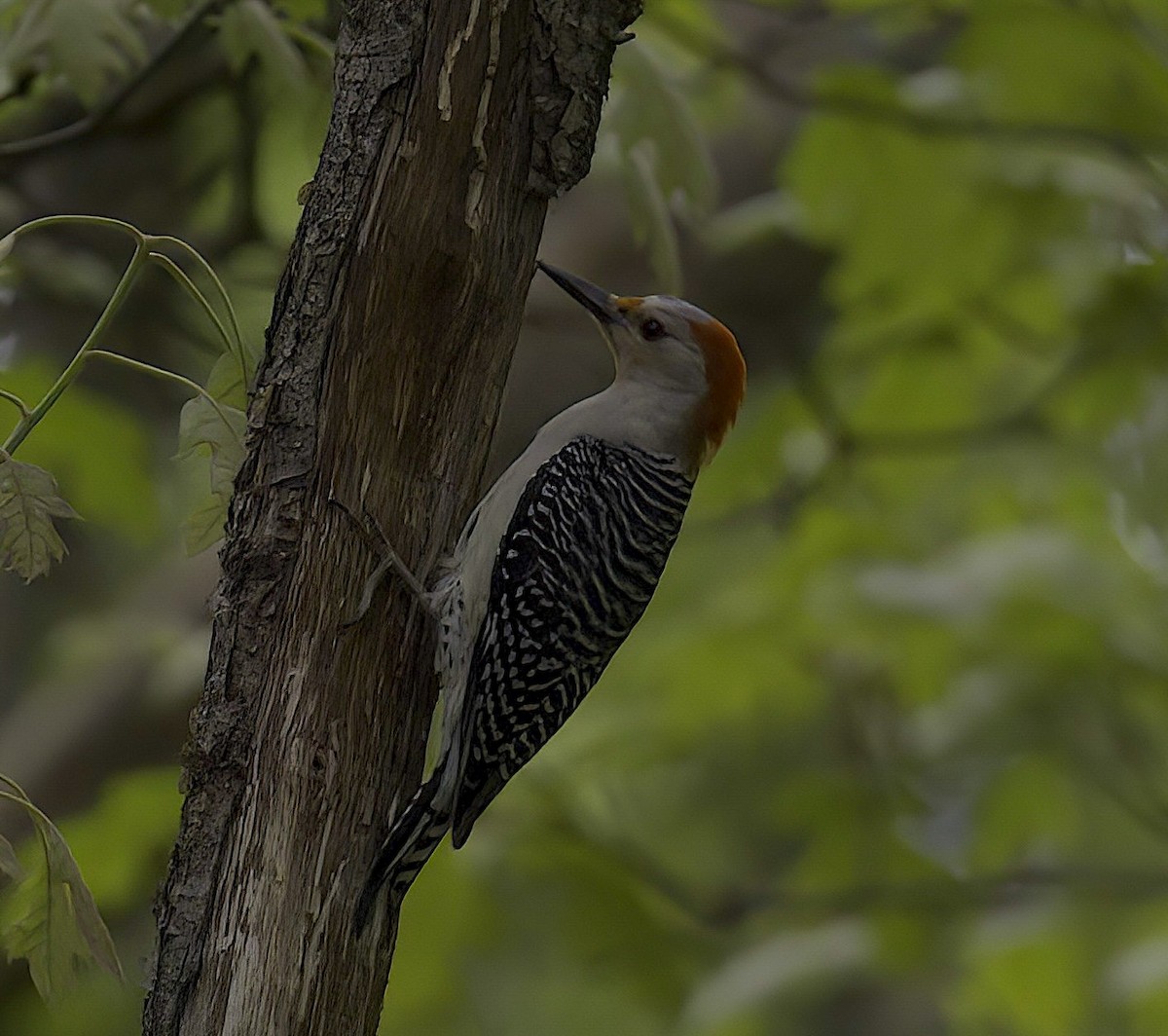 Red-bellied Woodpecker - Mandy Talpas -Hawaii Bird Tours