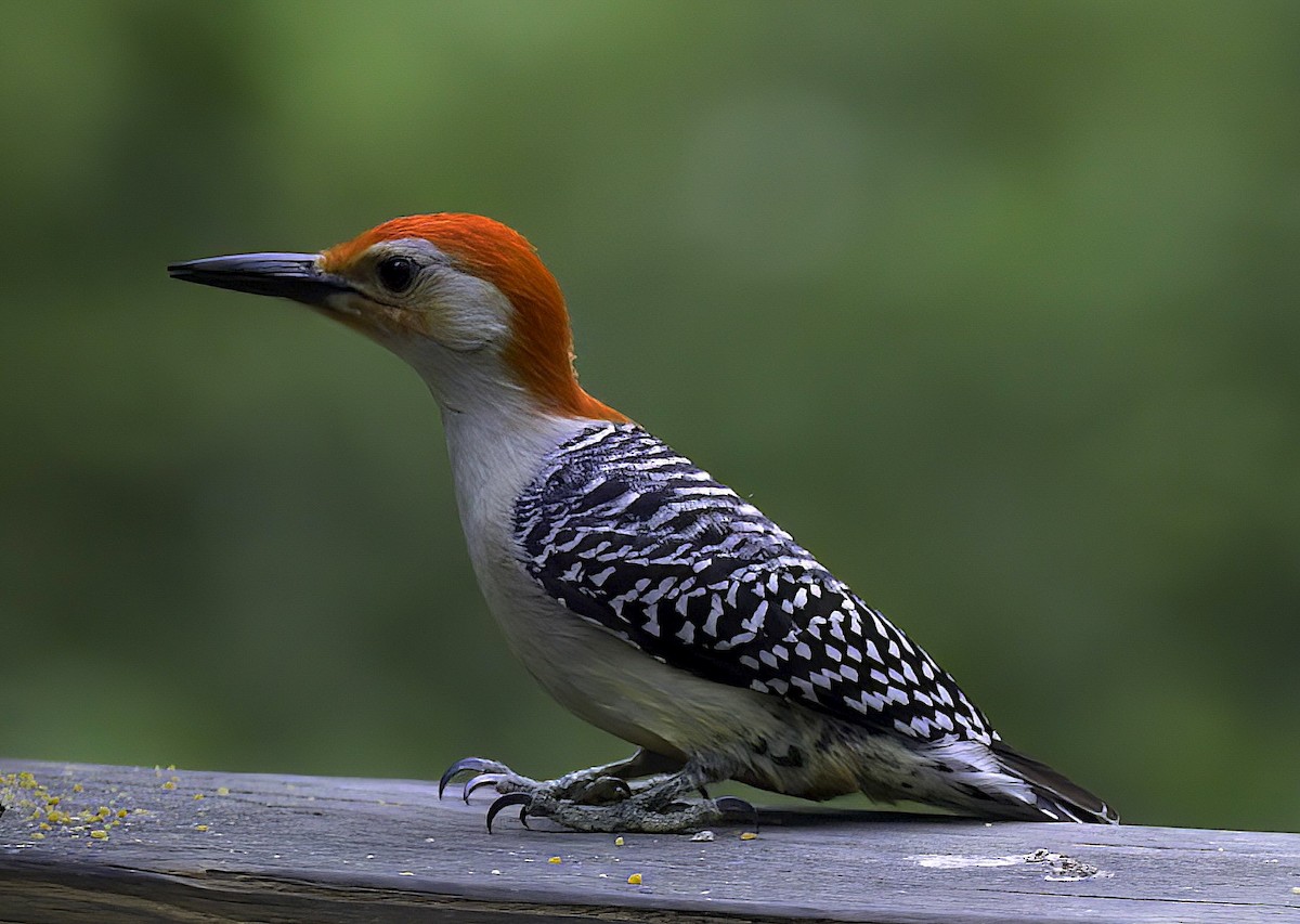 Red-bellied Woodpecker - Mandy Talpas -Hawaii Bird Tours