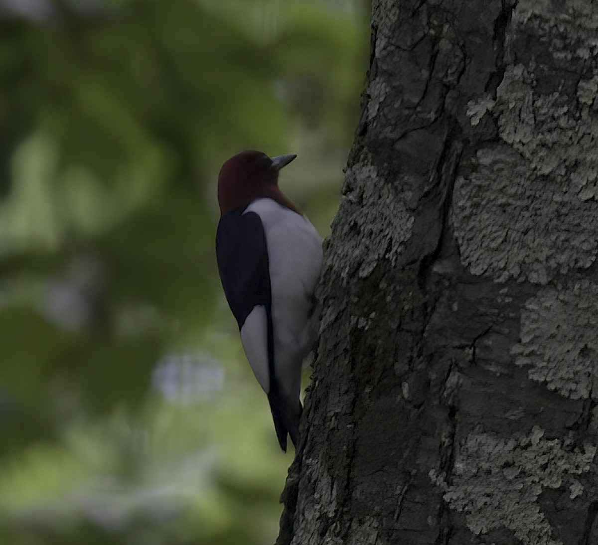 Red-headed Woodpecker - Mandy Talpas -Hawaii Bird Tours