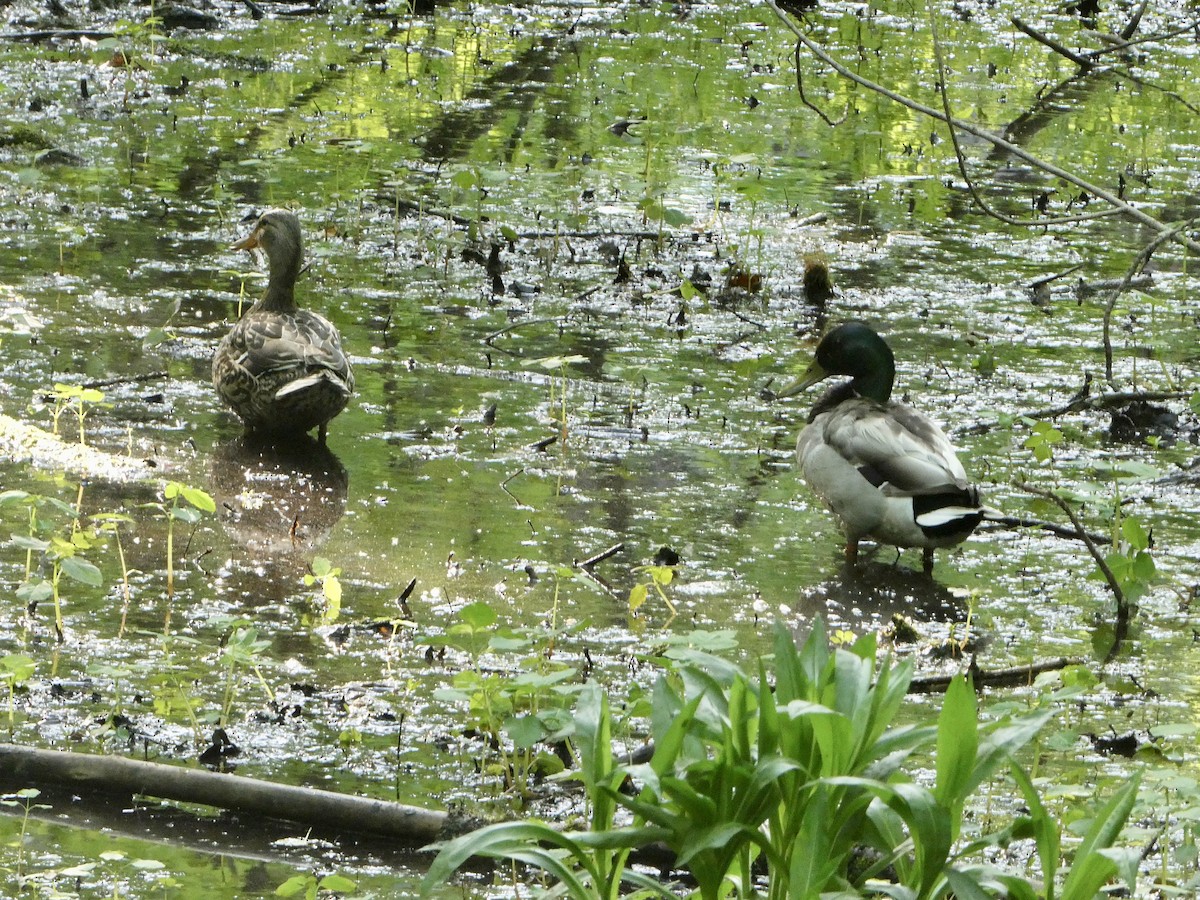 Mallard - Jean Roberge