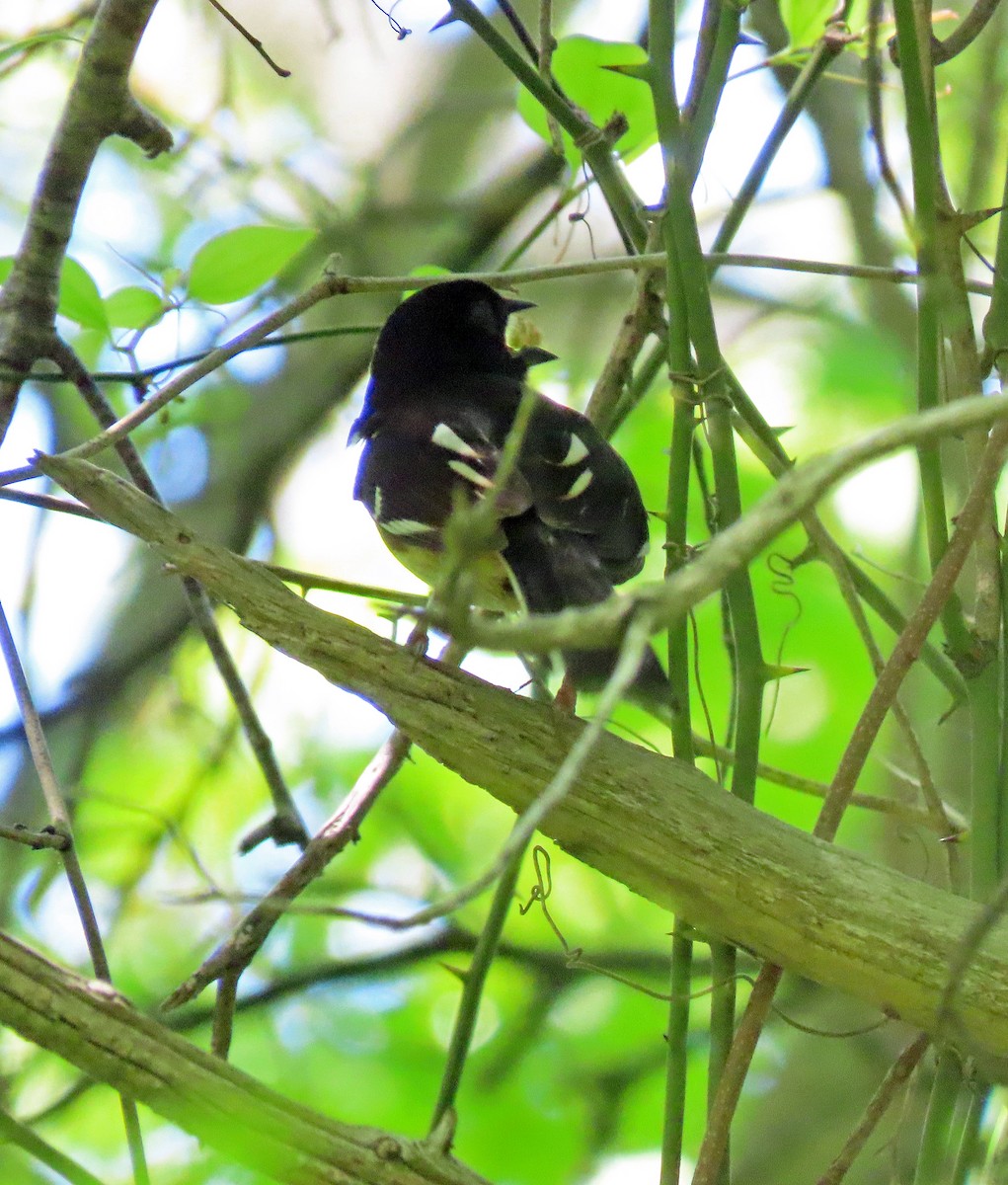 Eastern Towhee - Shilo McDonald