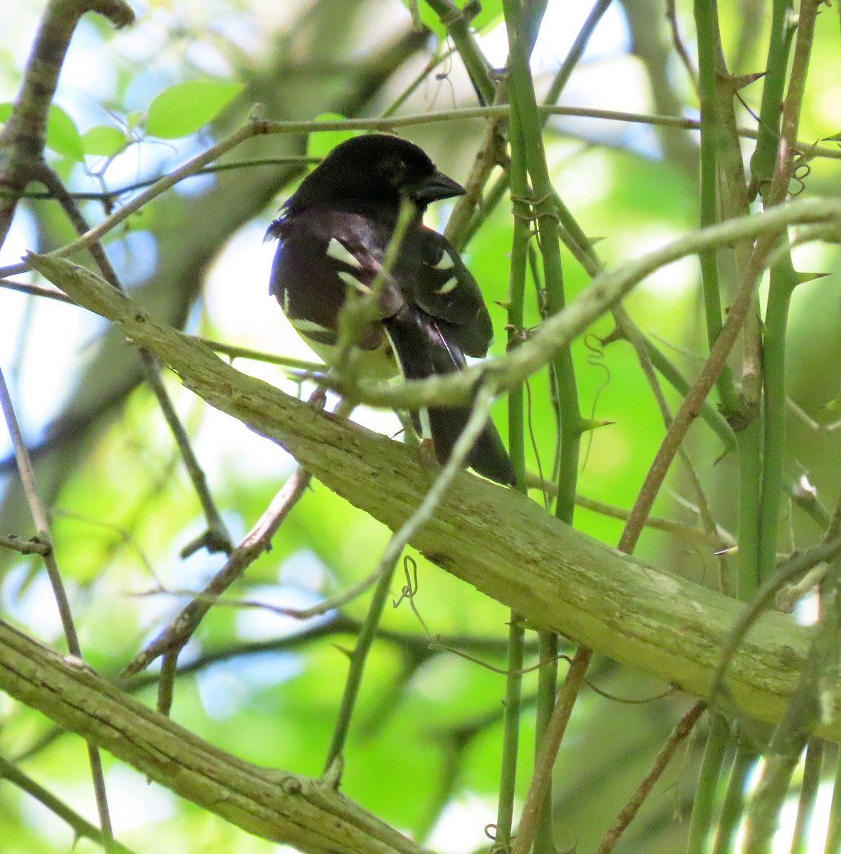 Eastern Towhee - Shilo McDonald