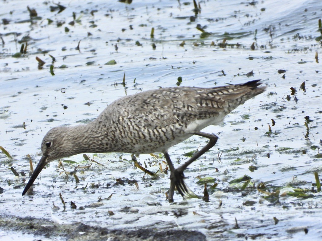 Willet - ML619467430