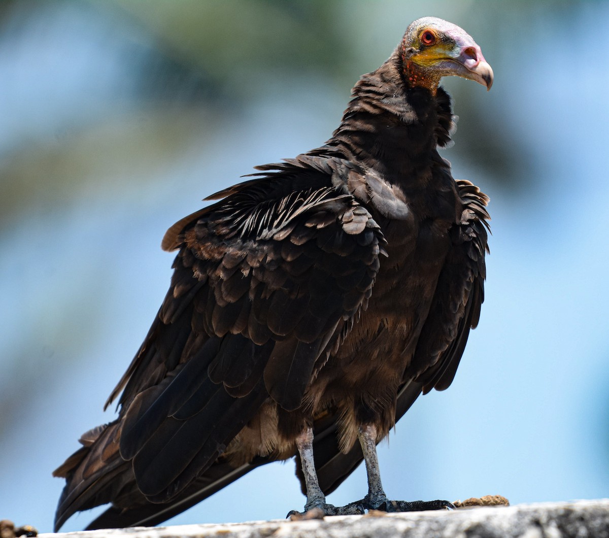 Lesser Yellow-headed Vulture - Jeffry Morataya