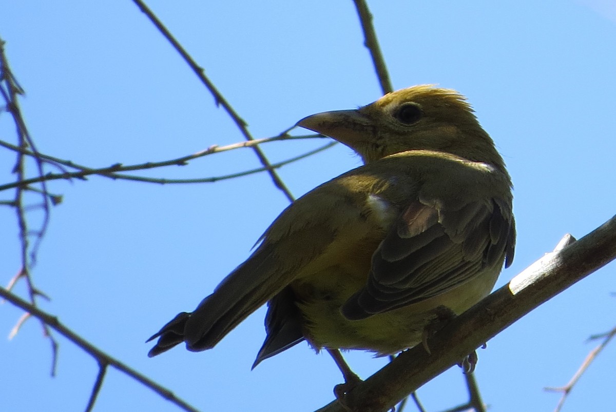 Summer Tanager - Alan Collier