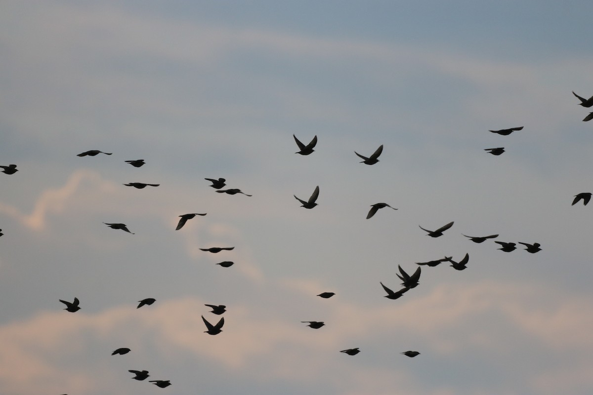 European Starling - Carla Morris